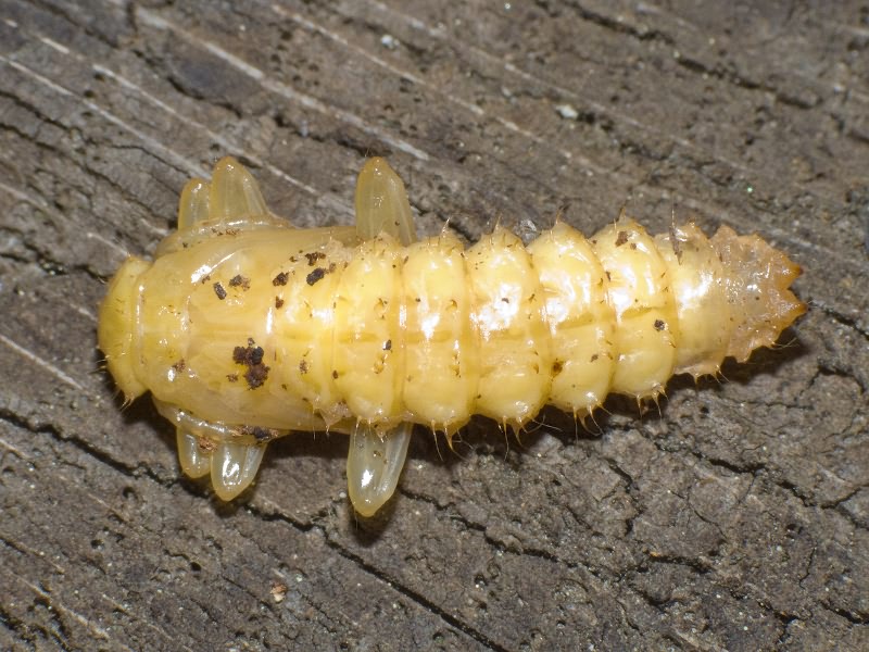 Pyrochroidae Latreille, 1807